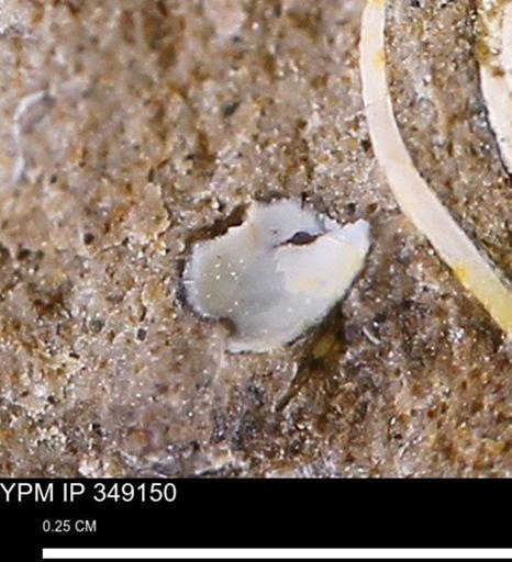 undet. Mollusca