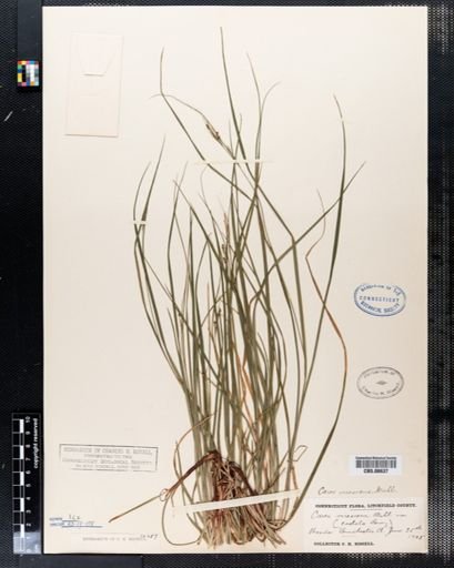 Carex virescens