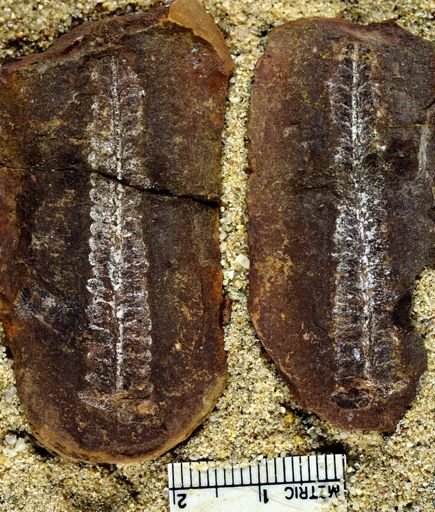 Pecopteris
