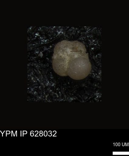 undet. Foraminiferida