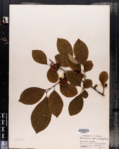 Lindera benzoin