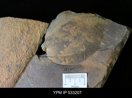 undet. Arthropoda