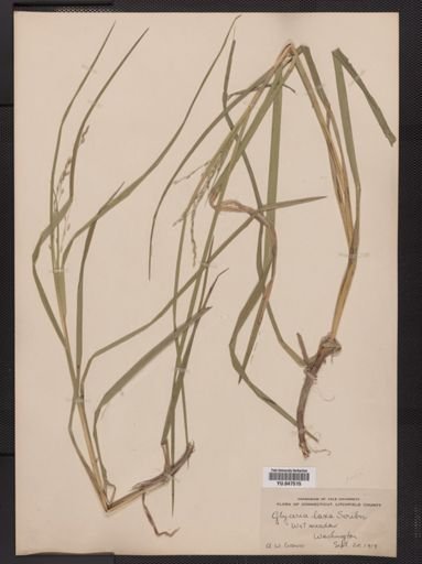 Glyceria canadensis