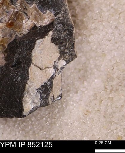 undet. Bivalvia