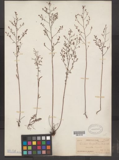 Lechea leggettii