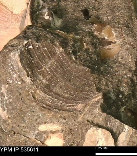 Protocardia subquadrata