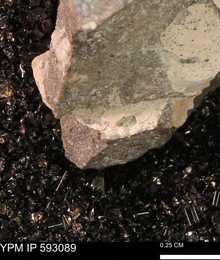 undet. Bivalvia