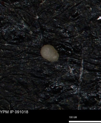 undet. Foraminiferida