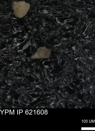 undet. Foraminiferida