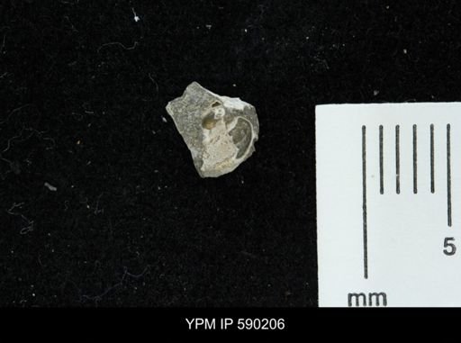 undet. Gastropoda