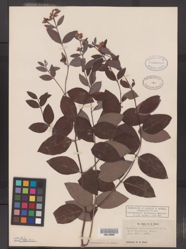 Apocynum androsaemifolium