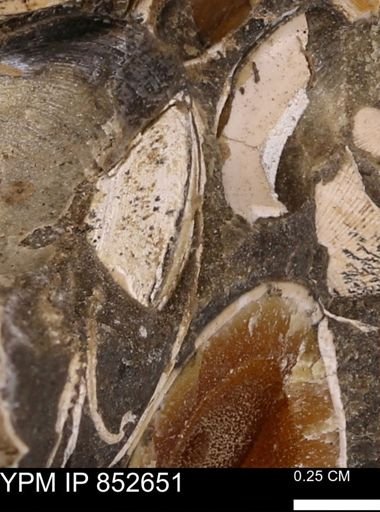 Limopsis striatopunctatus