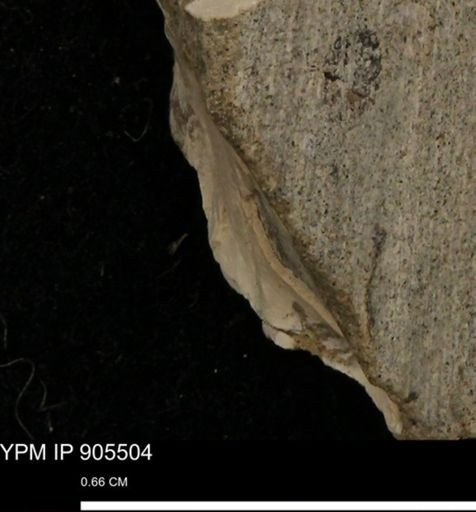 undet. Mollusca