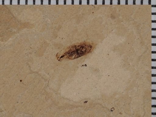 undet. Auchenorrhyncha