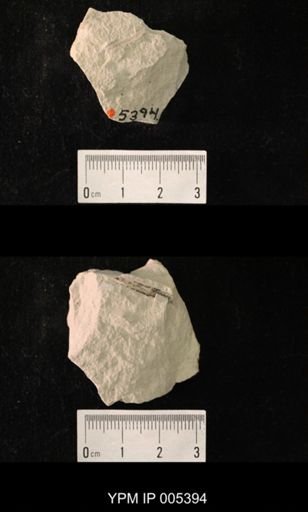 Delopterum minutum