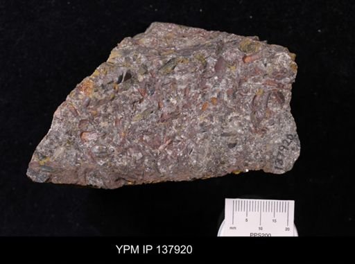 Salterella pulchella