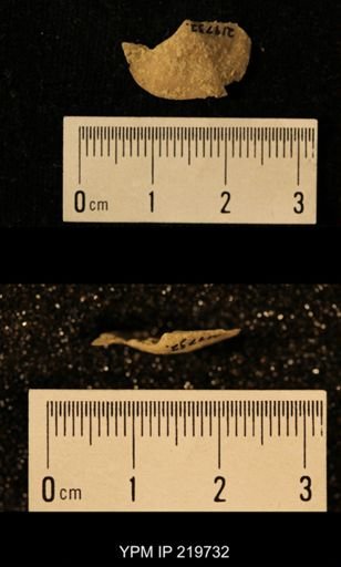 Chonetes granulifer