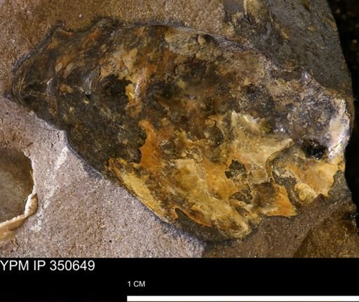 Ammonoidea?