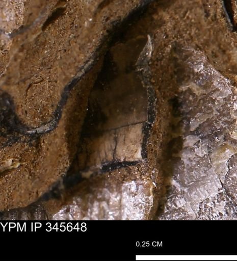 undet. Mollusca
