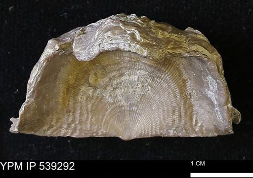 Leptaena rhomboidalis