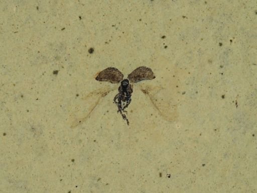 Coleoptera