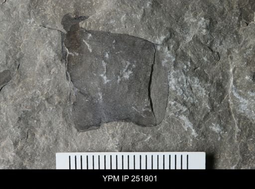 undet. Eurypterida
