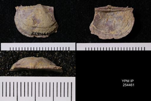 Chonetes granulifer