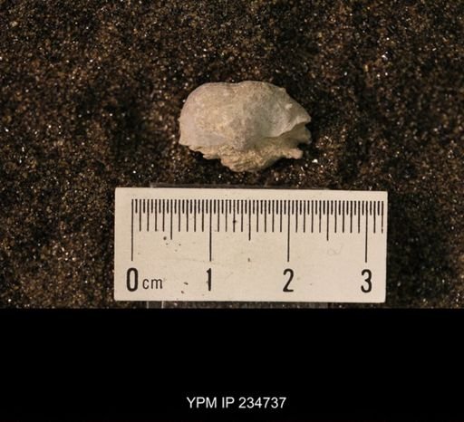 Marginifera splendens