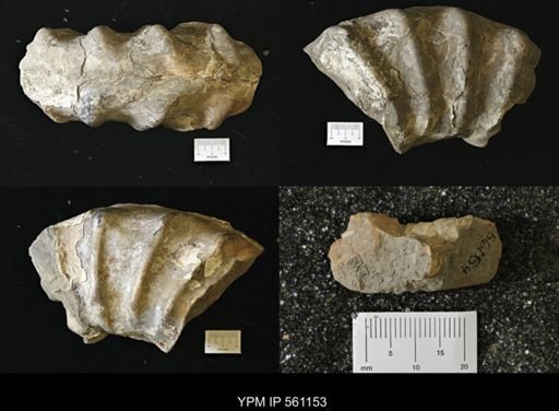 Acanthoceras sp.