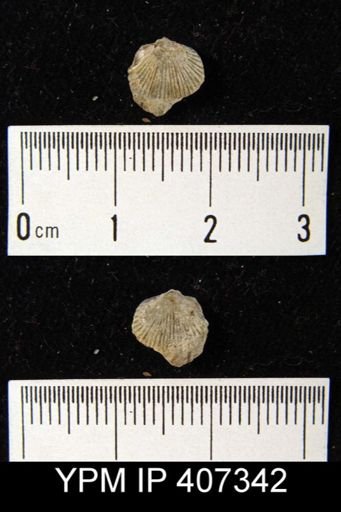Dalmanella meeki