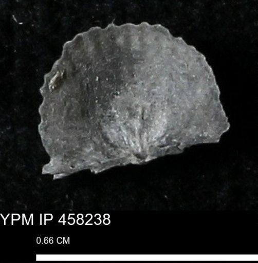 Chonetes mucronatus