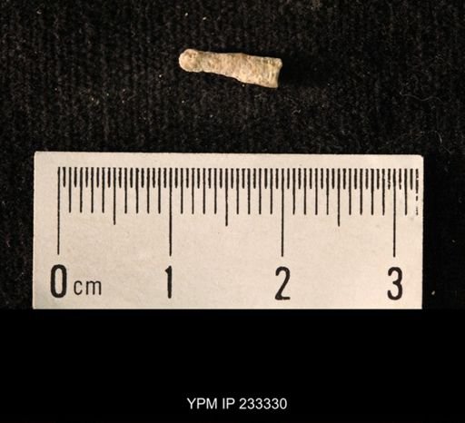 Archaeocidaris sp.