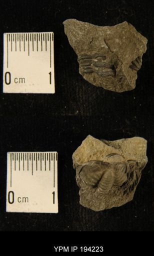 Phacops rana