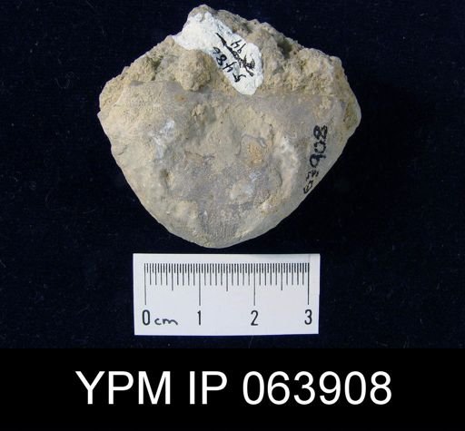 Strophonella roemeri
