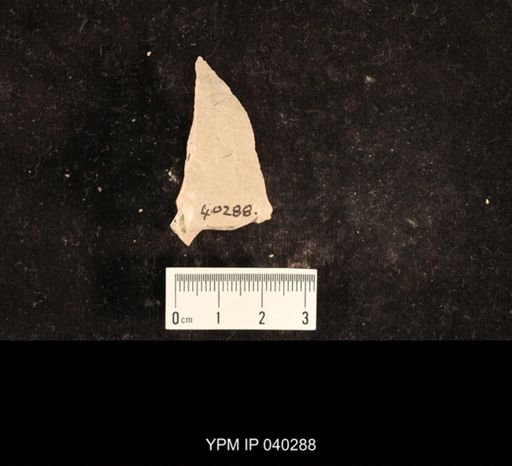 Lemmatophora typa