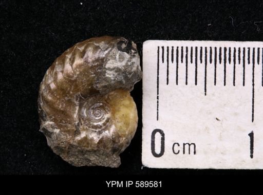 Hoploscaphites comprimus