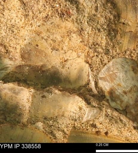 Protocardia subquadrata