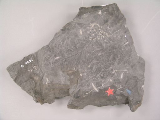 Sphenopteris kirtlandiana