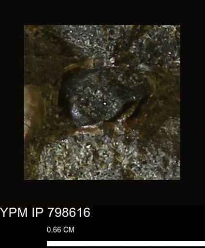 undet. Mollusca