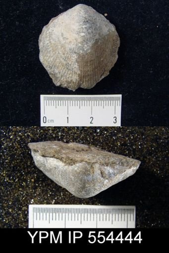 Beachia ovalis