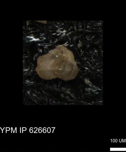 undet. Foraminiferida