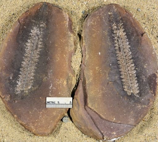 Pecopteris