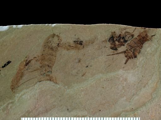 undet. Blattodea