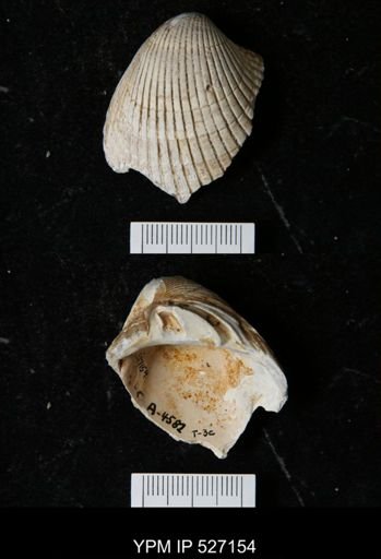 Cardita sp.