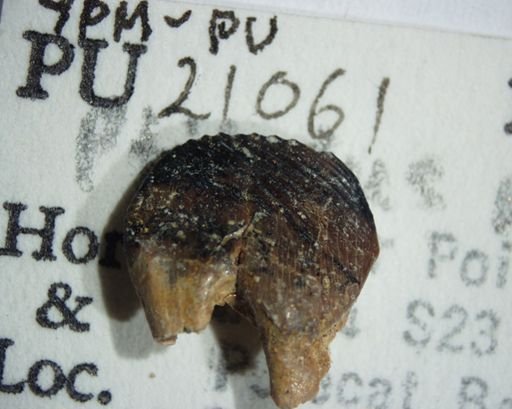 Ptilodus montanus