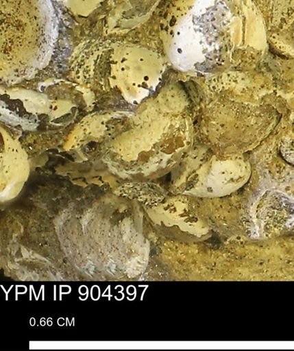 undet. Mollusca