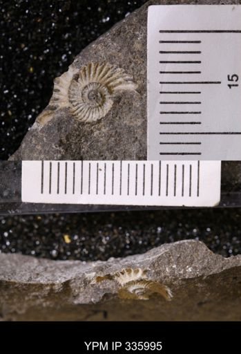 undet. Ammonoidea