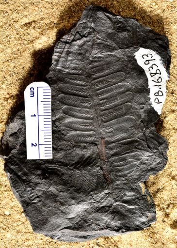 Pecopteris candolleana