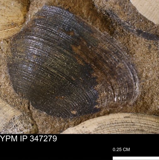 Limopsis striatopunctatus