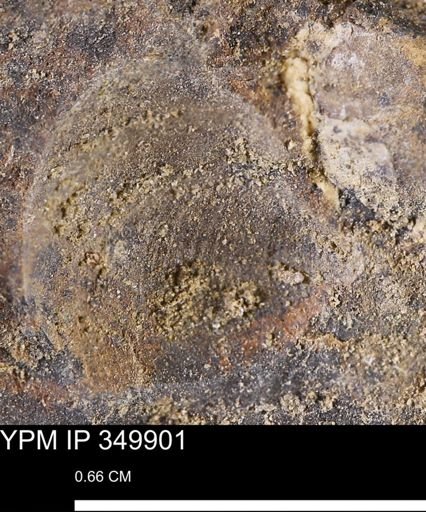 undet. Bivalvia